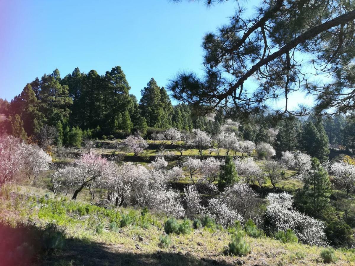 Puntagorda Casa Marcoヴィラ エクステリア 写真